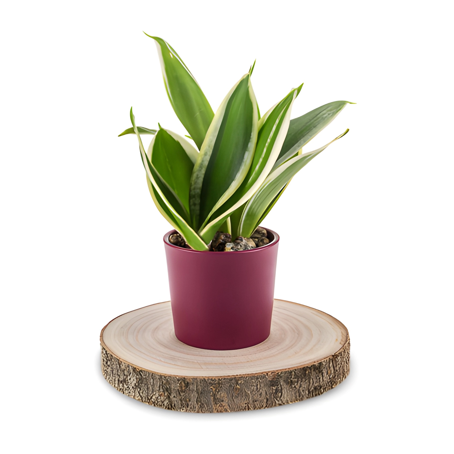 Untersetzer 'Baumscheibe', Ø ca. 15 cm